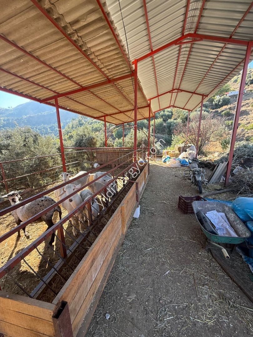 AYDIN BOZDOĞAN ALHİSAR MAH. SATILIK MÜSTAKİL EV VE GENİŞ ARSASI