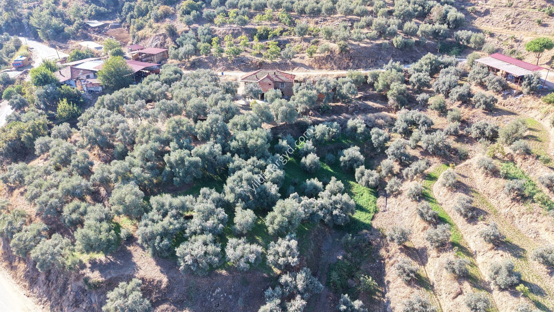 AYDIN BOZDOĞAN ALHİSAR MAH. SATILIK TAŞ EV VE GENİŞ ZEYTİNLİK