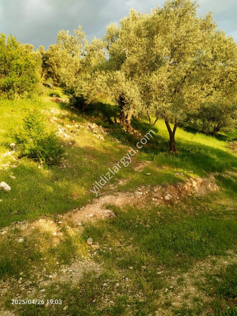 AYDIN BOZDOĞAN KEMER BARAJI MANZARALI 12.911 M² TARLA VE ZEYTİNLİK