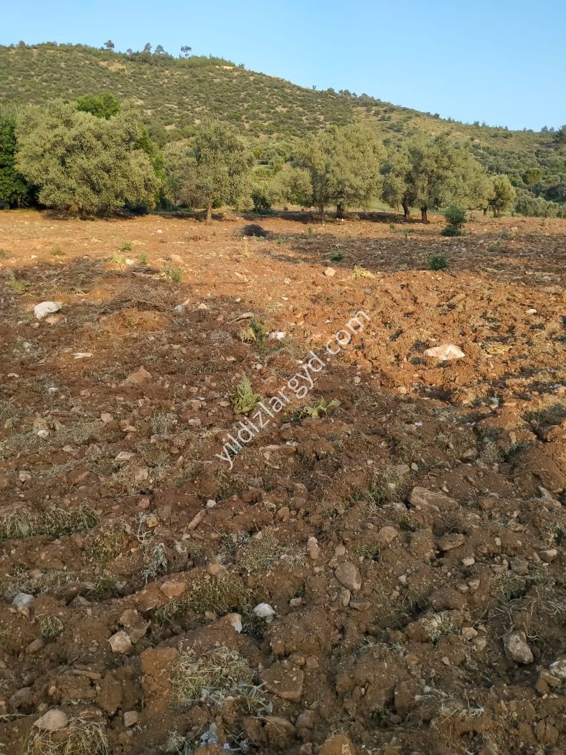 AYDIN BOZDOĞAN KEMER BARAJI MANZARALI 12.911 M² TARLA VE ZEYTİNLİK