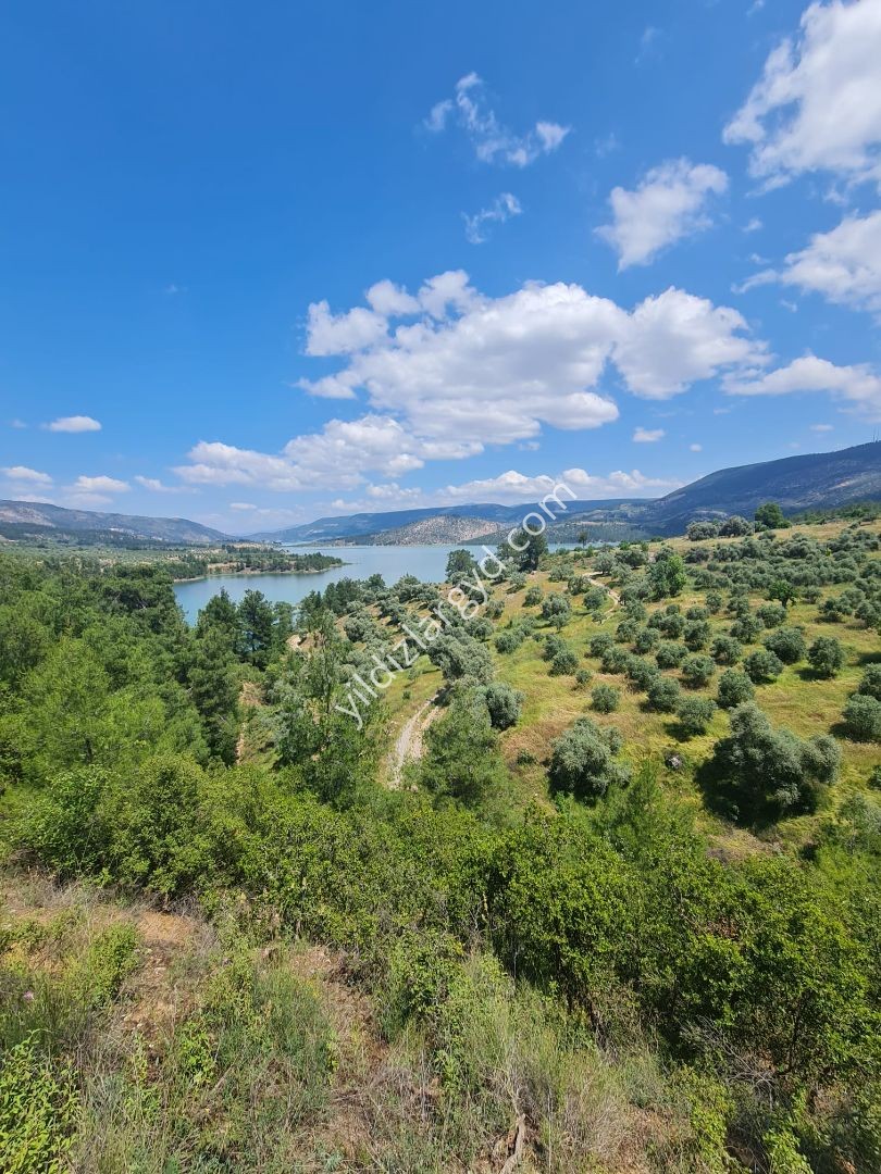 AYDIN BOZDOĞAN KEMER BARAJI MANZARALI 12.911 M² TARLA VE ZEYTİNLİK
