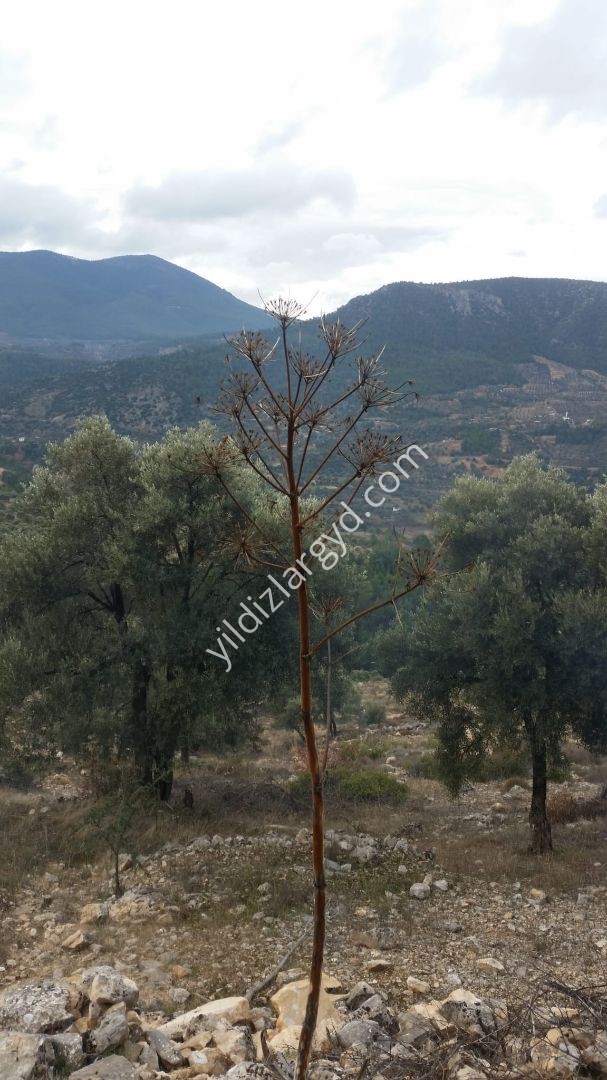 AYDIN BOZDOĞAN KEMER BARAJI MANZARALI 12.911 M² TARLA VE ZEYTİNLİK