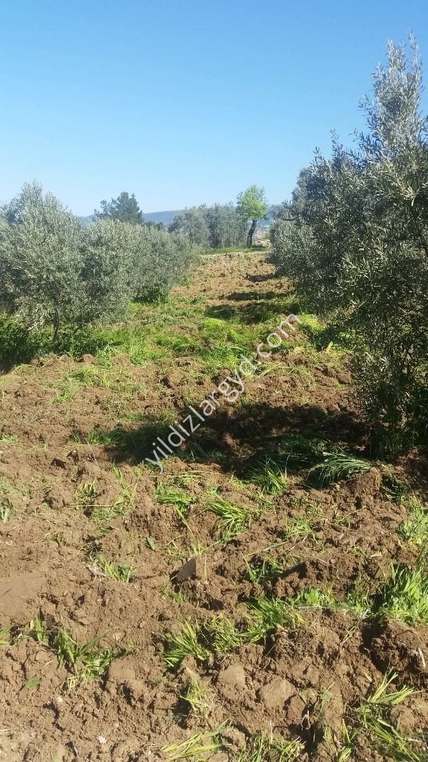 AYDIN BOZDOĞAN KEMER BARAJI MANZARALI 12.911 M² TARLA VE ZEYTİNLİK