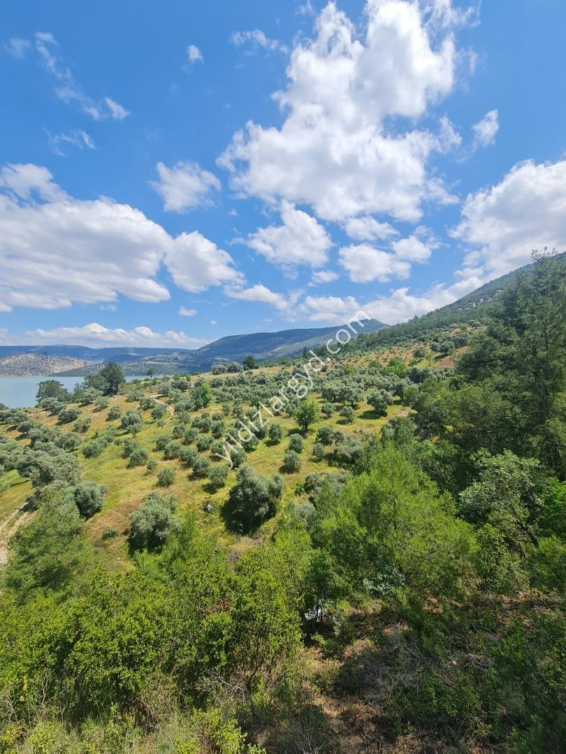 AYDIN BOZDOĞAN KEMER BARAJI MANZARALI 12.911 M² TARLA VE ZEYTİNLİK